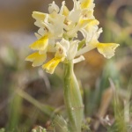 Orchis pauciflora