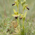 Ophrys vasconica