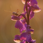 Anacamptis morio (Syn. Orchis)