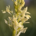 Orchis provincialis