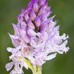 Neotinea tridentata (syn. Orchis)