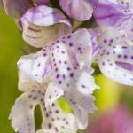 Neotinea tridentata (syn. Orchis)