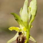 Ophrys araneola