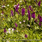 Dactylorhiza alpestris