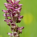 Anacamptis coriophora