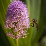 Orchis globuleux