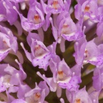 Orchis globuleux