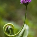 Traunsteinera globosa