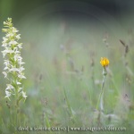 Platanthera chlorantha