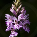 Dactylorhiza fuchsii