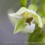 Epipactis distans