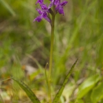 Dactylorhiza lapponica