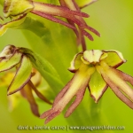 Orchis anthropophora