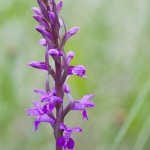 Dactylorhiza elata