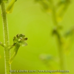 Listera ovata