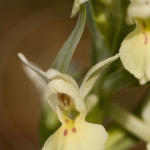 Dactylorhiza insularis