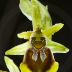 Ophrys sphegodes