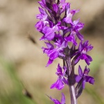 Dactylorhiza elata