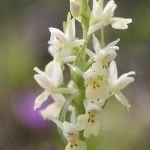 Dactylorhiza insularis