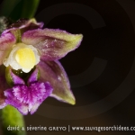 Epipactis atrorubens