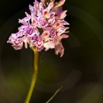 Dactylorhiza savogensis