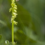 Herminie des Alpes (Orchis musc) / musk orchid