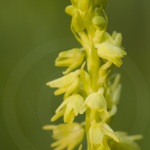 Herminie des Alpes (Orchis musc) / musk orchid