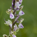 Anacamptis morio