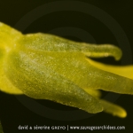Herminium monorchis