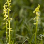 Herminie des Alpes (Orchis musc) / musk orchid