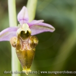 Ophrys picta