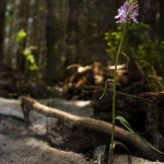 Dactylorhiza savogensis