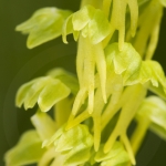 Orchis anthropophora