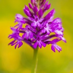 Anacamptis pyramidalis