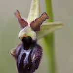 Ophrys incubacea