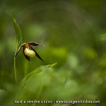 Cypripedium calceolus