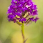 Anacamptis pyramidalis