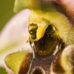 Ophrys annae