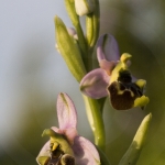 Ophrys annae