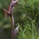 Serapias parviflora