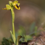 Ophrys corsica