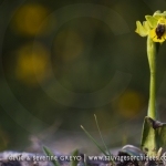 Ophrys corsica