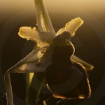 Ophrys panormitana