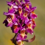 Dactylorhiza sambucina