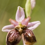 Ophrys aveyronensis