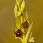 Ophrys aymoninii