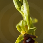 Ophrys aymoninii