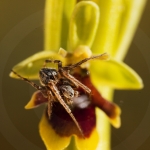 Ophrys aymoninii