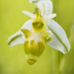 Ophrys scolopax