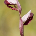 Serapias olbia